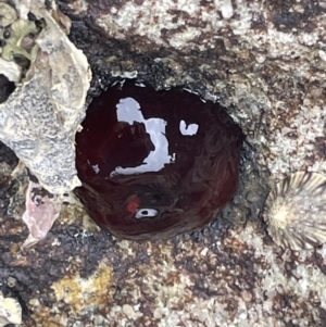 Actinia tenebrosa at Jervis Bay, JBT - 19 Jan 2023