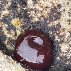 Actinia tenebrosa at Jervis Bay, JBT - 19 Jan 2023