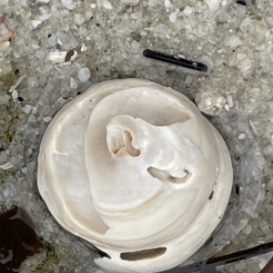 Astralium tentoriiformis at Booderee National Park - 19 Jan 2023