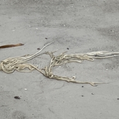 Unidentified Marine Alga & Seaweed at Jervis Bay, JBT - 19 Jan 2023 by Hejor1