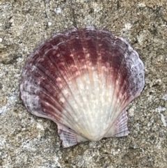 Pecten (Pecten) fumatus (Scallop) at Booderee National Park - 19 Jan 2023 by Hejor1