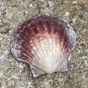 Pecten (Pecten) fumatus at Booderee National Park - 19 Jan 2023 01:48 PM