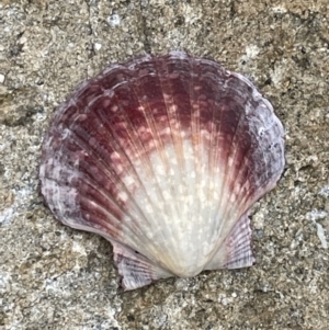 Pecten (Pecten) fumatus at Booderee National Park - 19 Jan 2023