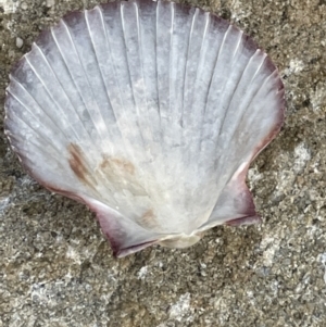 Pecten (Pecten) fumatus at Booderee National Park - 19 Jan 2023