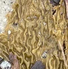 Unidentified Marine Alga & Seaweed at Jervis Bay, JBT - 19 Jan 2023 by Hejor1