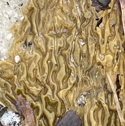 Unidentified Marine Alga & Seaweed at Jervis Bay, JBT - 19 Jan 2023 by Hejor1