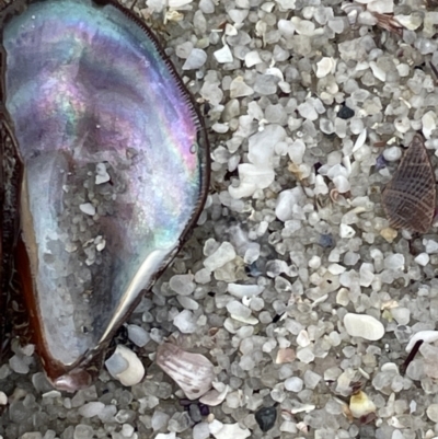 Trichomya hirsuta (Hairy Mussel) at Booderee National Park - 19 Jan 2023 by Hejor1