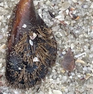 Trichomya hirsuta at Jervis Bay, JBT - 19 Jan 2023 01:45 PM