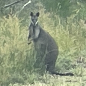 Wallabia bicolor at Jervis Bay, JBT - 19 Jan 2023 03:39 PM