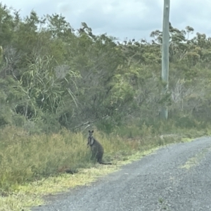 Wallabia bicolor at Jervis Bay, JBT - 19 Jan 2023