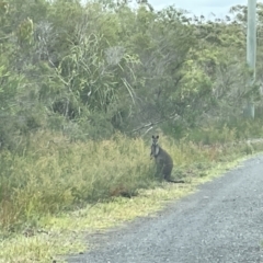 Wallabia bicolor at Jervis Bay, JBT - 19 Jan 2023 03:39 PM