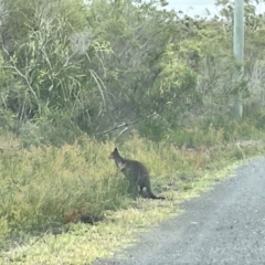 Wallabia bicolor at Jervis Bay, JBT - 19 Jan 2023