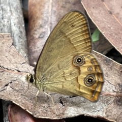 Hypocysta metirius (Brown Ringlet) at Booderee National Park - 19 Jan 2023 by Hejor1