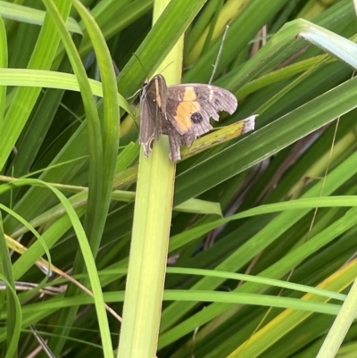 Tisiphone abeona (Varied Sword-grass Brown) at Booderee National Park - 19 Jan 2023 by Hejor1