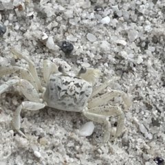Ocypode cordimana (Smooth-Handed Ghost Crab) at Jervis Bay, JBT - 19 Jan 2023 by Hejor1