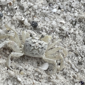 Ocypode cordimana at Jervis Bay, JBT - 19 Jan 2023