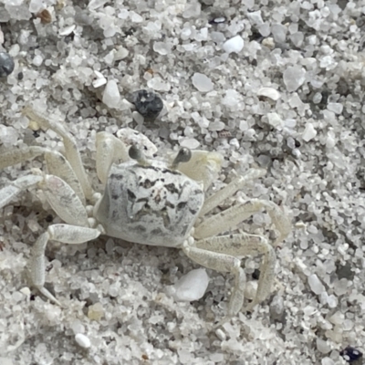 Ocypode cordimana (Smooth-Handed Ghost Crab) at Booderee National Park - 19 Jan 2023 by Hejor1