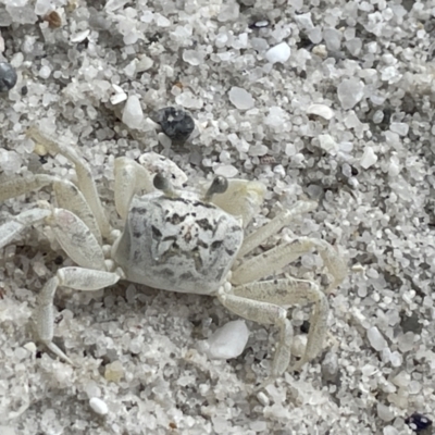 Ocypode cordimana (Smooth-Handed Ghost Crab) at Jervis Bay, JBT - 19 Jan 2023 by Hejor1