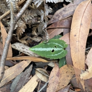 Clematis glycinoides at Jervis Bay, JBT - 19 Jan 2023 02:50 PM