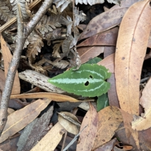 Clematis glycinoides at Jervis Bay, JBT - 19 Jan 2023