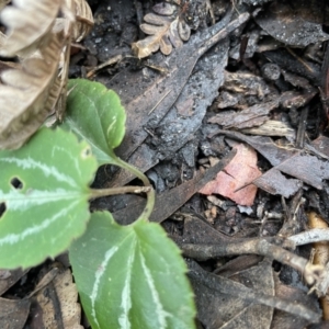 Clematis glycinoides at Jervis Bay, JBT - 19 Jan 2023 02:50 PM
