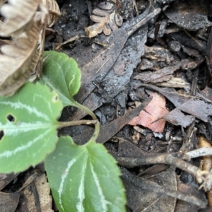 Clematis glycinoides at Jervis Bay, JBT - 19 Jan 2023