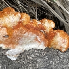 Unidentified Pored or somewhat maze-like on underside [bracket polypores] at Jervis Bay, JBT - 19 Jan 2023 by Hejor1