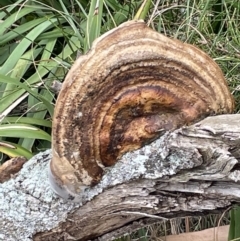 Polypore sp. at Booderee National Park - 19 Jan 2023 by Hejor1