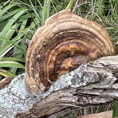 Polypore sp. at Booderee National Park - 19 Jan 2023 by Hejor1