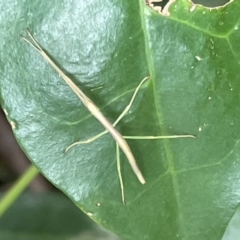 Unidentified Stick insect (Phasmatodea) at Jervis Bay, JBT - 19 Jan 2023 by Hejor1