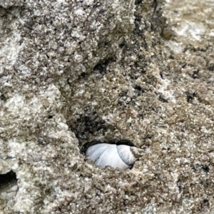 Austrolittorina unifasciata at Jervis Bay, JBT - 19 Jan 2023