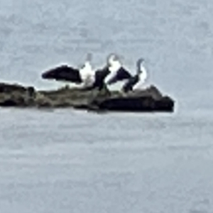 Phalacrocorax varius at Jervis Bay, JBT - 19 Jan 2023