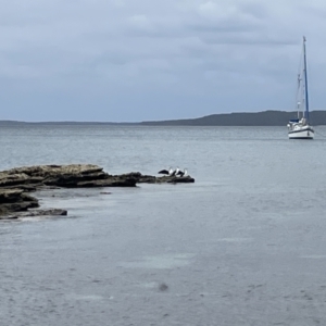 Phalacrocorax varius at Jervis Bay, JBT - 19 Jan 2023