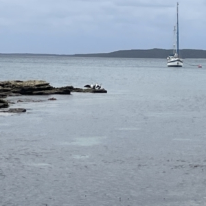 Phalacrocorax varius at Jervis Bay, JBT - 19 Jan 2023