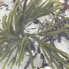 Codium fragile at Jervis Bay, JBT - 19 Jan 2023 by Hejor1