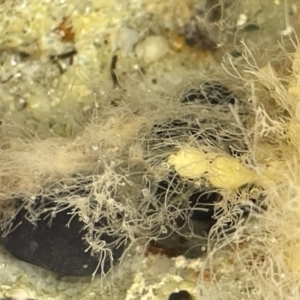 Unverified at suppressed - suppressed