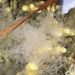 Unverified at suppressed - suppressed