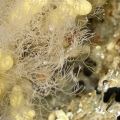 Unverified at suppressed - suppressed