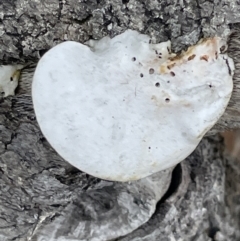 Unidentified Pored or somewhat maze-like on underside [bracket polypores] at Jervis Bay, JBT - 19 Jan 2023 by Hejor1