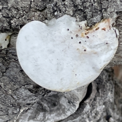 Trametes versicolor at Booderee National Park - 19 Jan 2023 by Hejor1