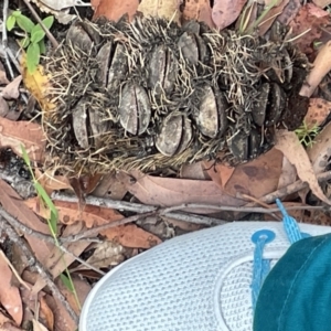 Banksia serrata at Jervis Bay, JBT - 19 Jan 2023