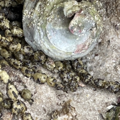 Astralium tentoriiformis (Common Tent Shell) at Jervis Bay, JBT - 19 Jan 2023 by Hejor1