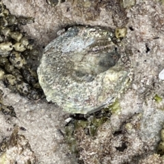 Astralium tentoriiformis at Jervis Bay, JBT - 19 Jan 2023