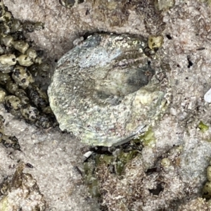 Astralium tentoriiformis at Jervis Bay, JBT - 19 Jan 2023