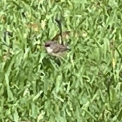 Malurus lamberti (Variegated Fairywren) at Booderee National Park - 19 Jan 2023 by Hejor1