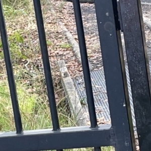 Rhipidura albiscapa at Jervis Bay, JBT - 19 Jan 2023