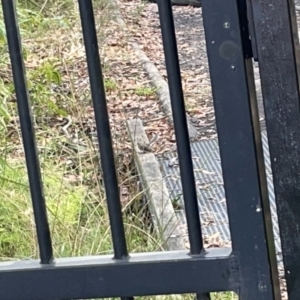 Rhipidura albiscapa at Jervis Bay, JBT - 19 Jan 2023