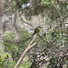 Eopsaltria australis (Eastern Yellow Robin) at Jervis Bay, JBT - 19 Jan 2023 by Hejor1