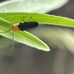 Heteromastix sp. (genus) (Soldier beetle) at Batemans Bay, NSW - 29 Dec 2022 by Hejor1