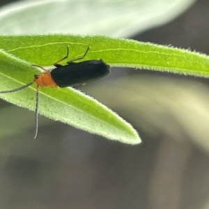 Heteromastix sp. (genus) at Batemans Bay, NSW - 29 Dec 2022